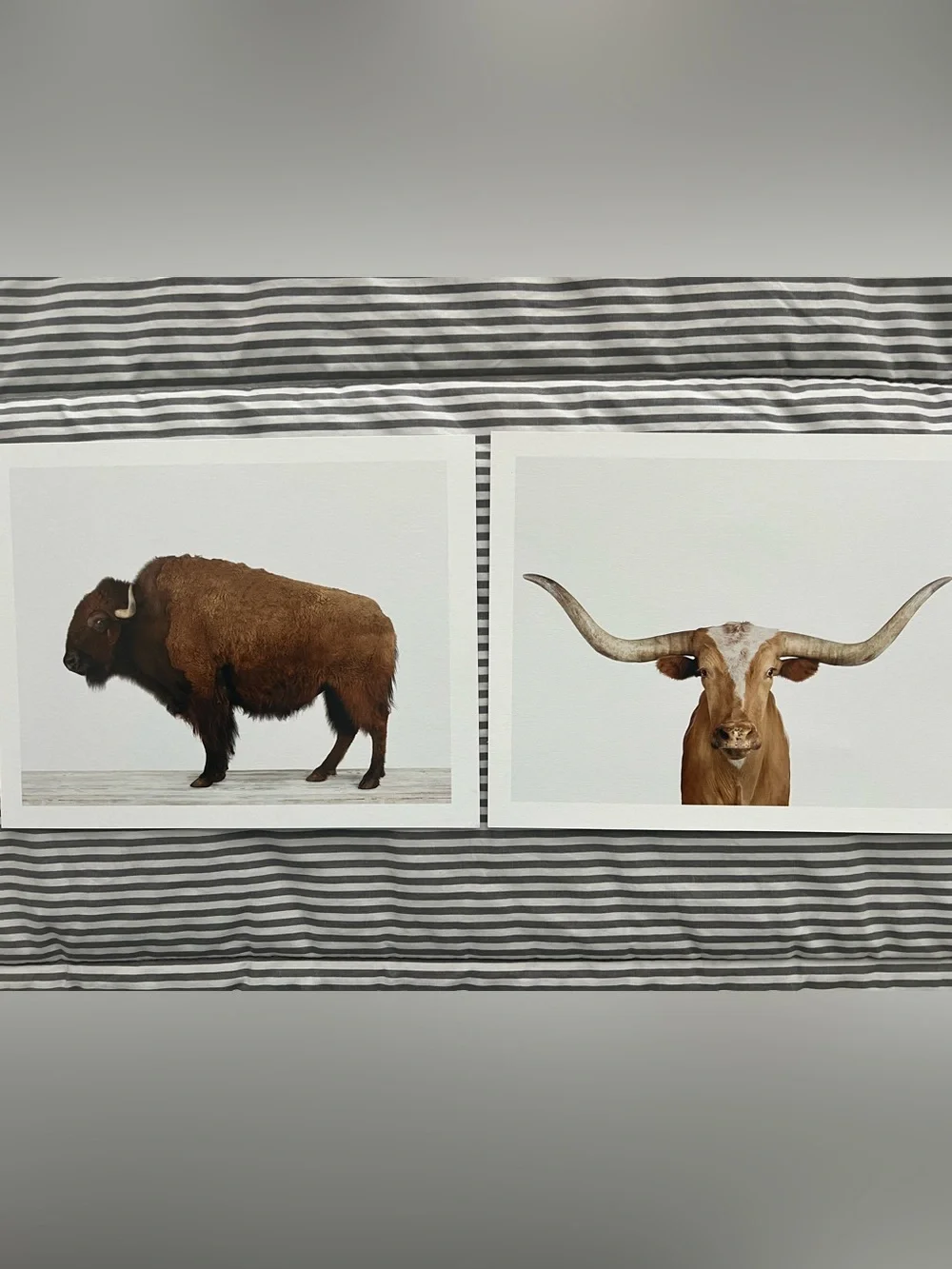 Animal Print Shop- Buffalo and Longhorn Wall Art Prints, 8x10